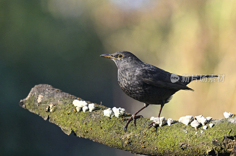 黑鸟(Turdus merula)